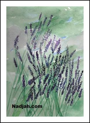 0086-Lavender-in-Bloom