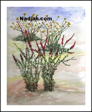 0089-Desert-Plants-Flowering